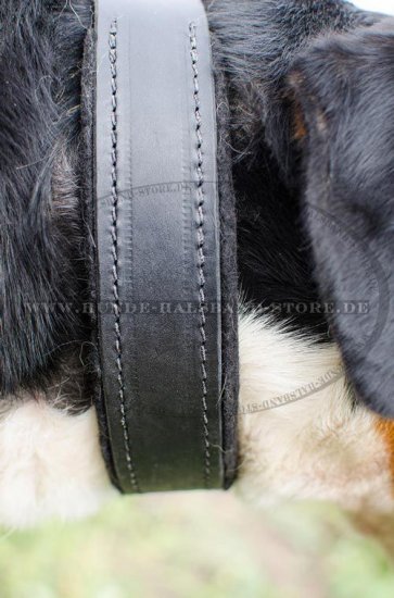 Bestseller Lederhalsband mit Filz gepolstert für Schweizer Sennenhund☆ - zum Schließen ins Bild klicken