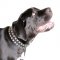 Neu Cane Corso Hundehalsband Leder mit quadratischen Nieten