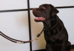 Bestseller Labrador Multifunktionelle Hundeleine aus Leder 13 mm