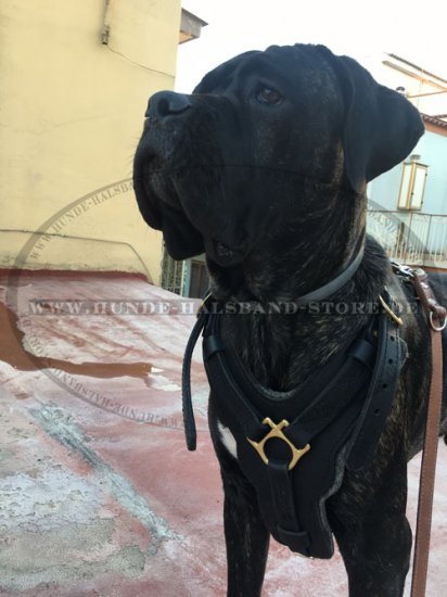 Klassisches Leder Brustgeschirr für Cane Corso