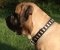 Hundehalsband Leder mit Messingschildern für Bullmastiff ❺