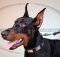 Dobermann Halsband mit Platten - Bestseller