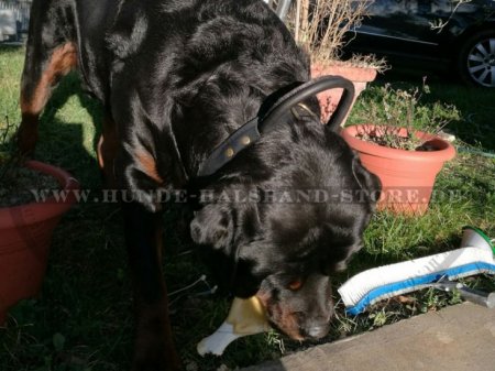 Bestseller Rottweiler Hetz-Hundehalsband aus Leder mit Griff