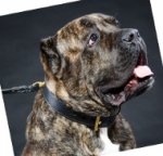 Bestseller Hundehalsband Leder für Cane Corso