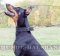 Lederhalsband mit Filz gepolstert für Dobermann➓➓➓