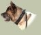 Akita Hundehalsband Leder mit Handschlaufe ❺❺❺