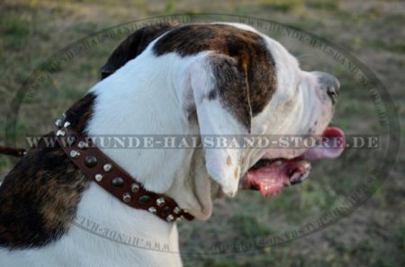 Leder Halsband für Hunde mit Nieten und Pyramiden