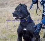 Breites Hundehalsband Leder mit Rindnappa-Leder_6