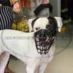Drahtmaulkorb mit Gummi Bedeckung für Bulldogge