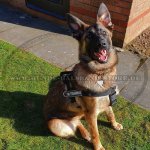 Bequemes ID-Nylongeschirr für Malinois_5