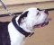 Pitbull Hundehalsband Leder, geflochtenes Hundehalsband