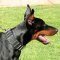 Sehr Breites Halsband für Dobermann mit Nieten und Spikes