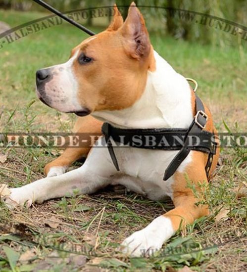 Such- und Zuggeschirr aus Leder für Amstaff