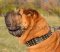 Hundehalsband Leder für Shar Pei