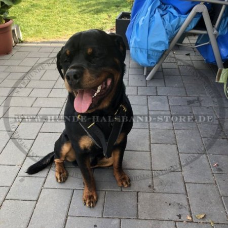 Rottweiler Brustgeschirr aus Leder für K9 und Hundetraining