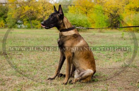 Hundehalsband aus Naturleder für jeden Tag