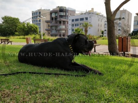 Hundehalsband aus Leder mit Vertikalen Messingplatten