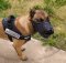 Malinois bequemer Maulkorb aus Leder und Nylon