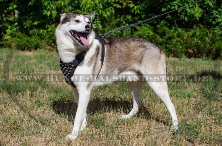 Designer Hundegeschirr Leder für Auslauf