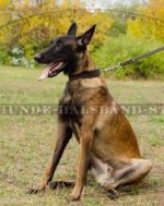 Perfektes Hundehalsband Leder für Malinois breit⒌⒌⒌