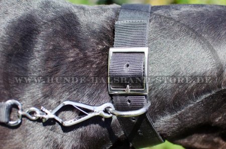 Hunde Halsband Nylon für Identifikation