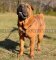 Wunderschlnes Ledergeschirr für Shar-Pei