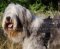 Nylongeschirr ideal für Südrussischen Schäferhund