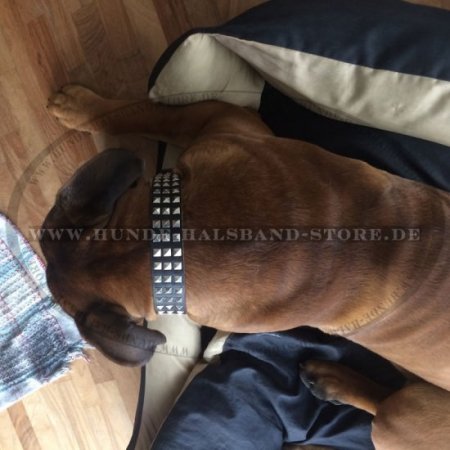 Leder Hundehalsband mit 3 Reihen Pyramiden