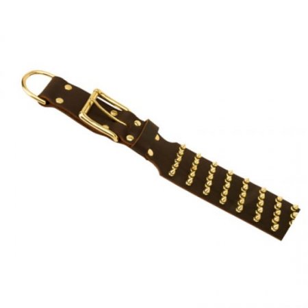 Hundehalsband mit Goldfarbigen Spikes