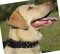 Hundehalsband Leder für Labrador .Nietenhalsband Exklusiv