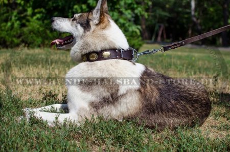 Einzigartiges Hundehalsband aus Leder- Vintage