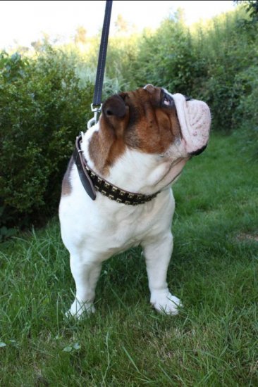 Englische Bulldogge Halsband Leder mit Venickelten Nieten - zum Schließen ins Bild klicken