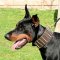 Dobermann Halsband Leder breit mit Nieten Spikes