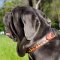 Halsband Leder, Flamme Stil | Mastino Napoletano Hundehalsband