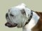 Englische Bulldogge exkluisves Platten Lederhalsband