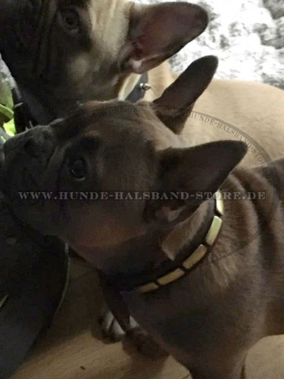 Bestseller Hundehalsband Leder für Französische Bulldogge Exklusiv