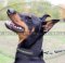 Super breites Halsband Nylon für DobermannⓃ