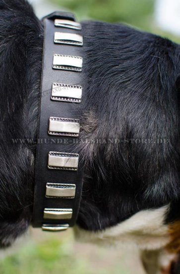 Lederhalsband mit Platten für Schweizer Sennenhund✔✔✔