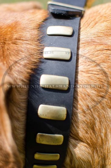 Hundehalsband Leder für Bordeauxdogge im Goldfarbigem Stil ⚛ - zum Schließen ins Bild klicken