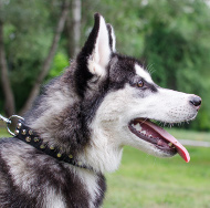 Alaskan Malamute Dog Collar Leather with Nickel-Plated Pyramids