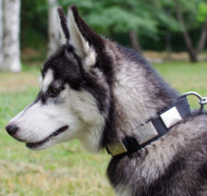 Collar with Plates | Nylon Collar for Alaskan Malamute