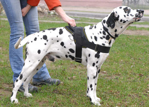 K9 Hunde Geschirr, K9 Brustgeschirr