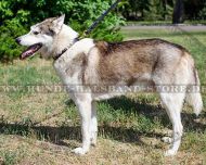 Breites Halsband aus Leder mit Messingkreisen für Husky☉☉