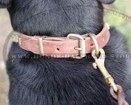 Nietenhalsband für Schweizer Sennenhund