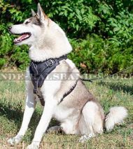 Ideales Ledergeschirr mit Polsterung für Husky⑩⑩⑩