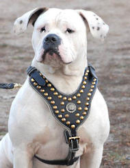 Amerikanische BUlldogge Hundegeschirr aus Leder