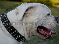 Amerikanische Bulldogge originelles Nietenhalsband