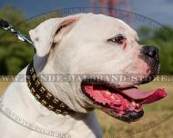 Exklusives Lederhalsband für amerikanische Bulldogge