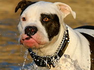 American Bulldog Leather Collar with Brass Plates and Pyramids