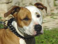 Hundehalsband Amstaff aus Leder mit 2-reihigen Nieten